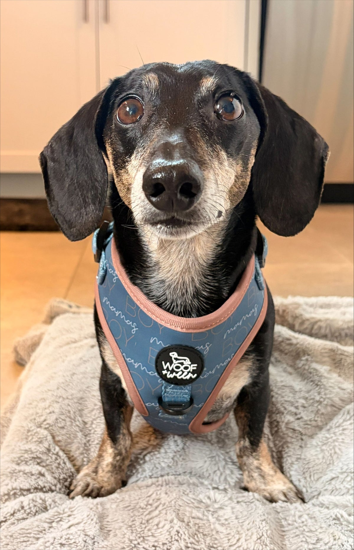 Adjustable Dog Harness product image 7