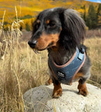 Adjustable Dog Harness product image 8
