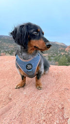 Adjustable Dog Harness product image 10