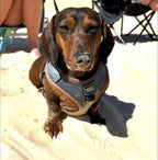 Adjustable Dog Harness product image 12