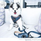 Adjustable Dog Harness product image 17