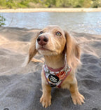 Adjustable Dog Harness product image 4