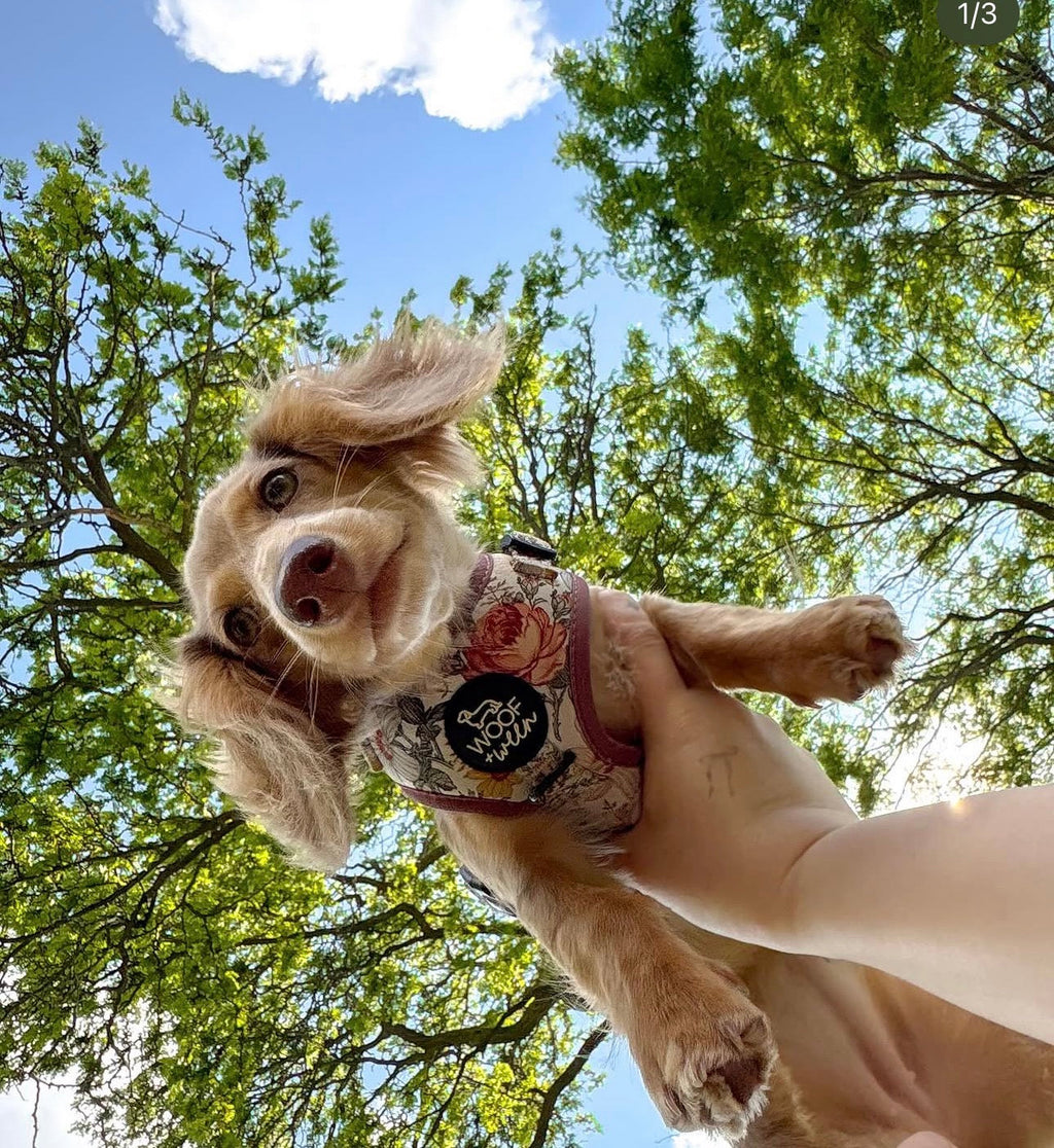 Adjustable Dog Harness product image 6