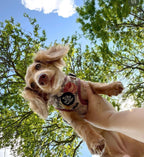 Adjustable Dog Harness product image 6