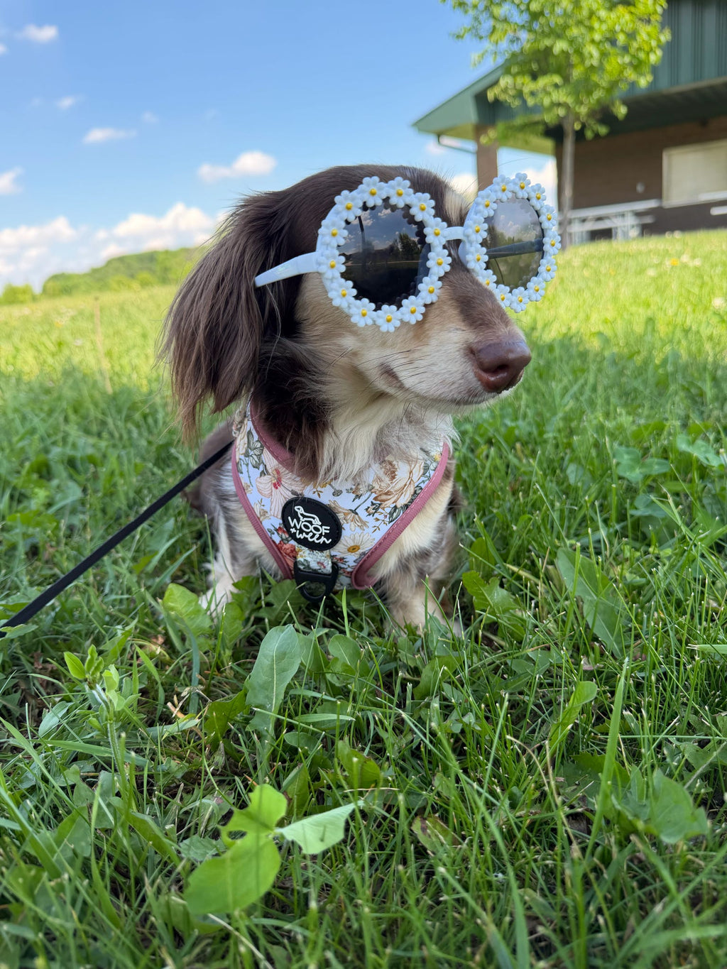Adjustable Dog Harness product image 7