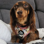 Adjustable Dog Harness product image 9
