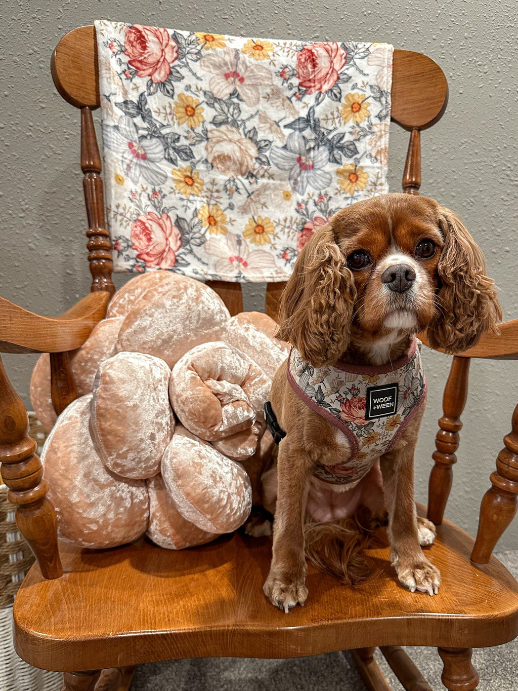 Adjustable Dog Harness product image 11