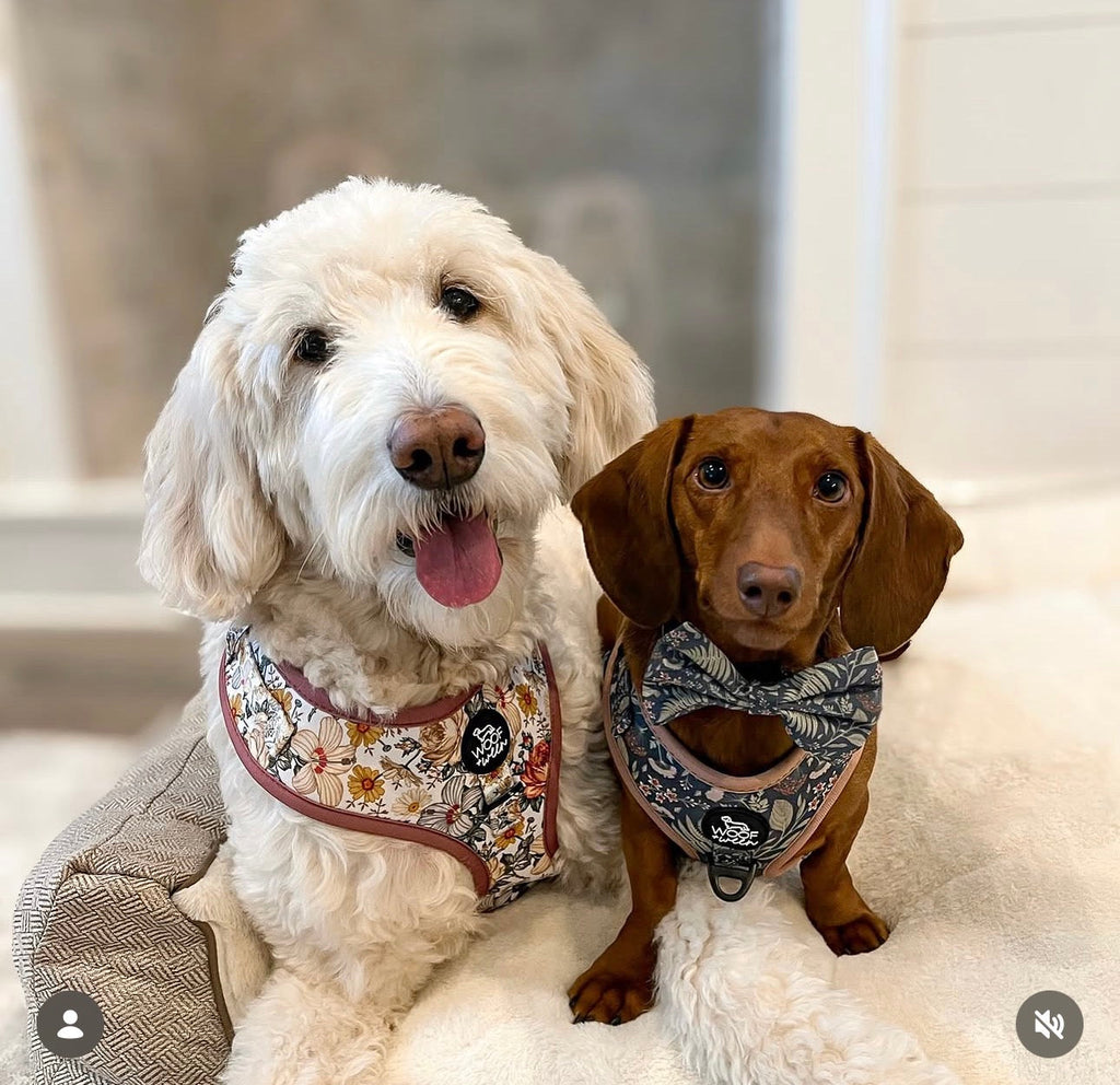 Adjustable Dog Harness product image 12