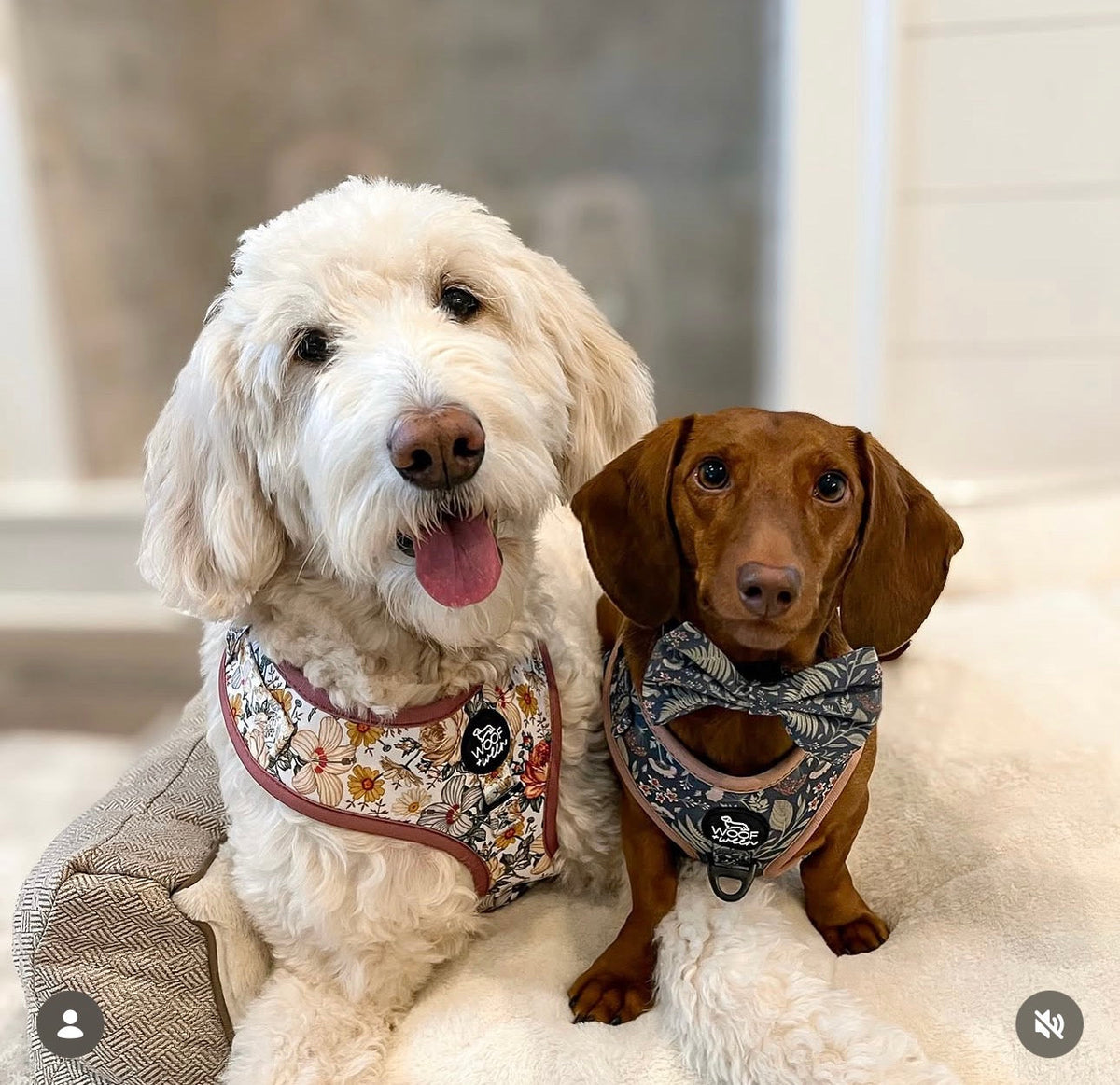 Adjustable Dog Harness product image 12
