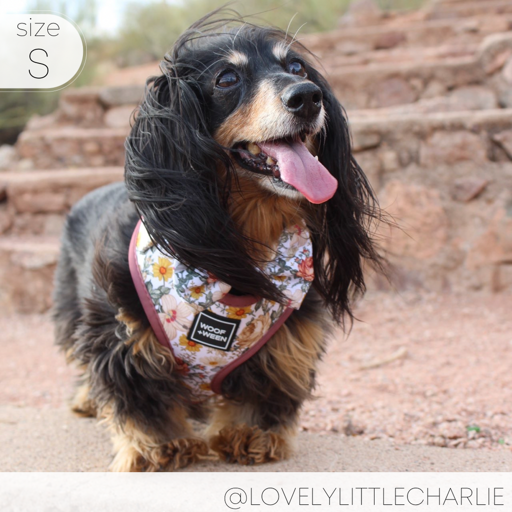 Adjustable Dog Harness product image 19