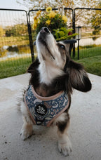 Adjustable Dog Harness product image 10