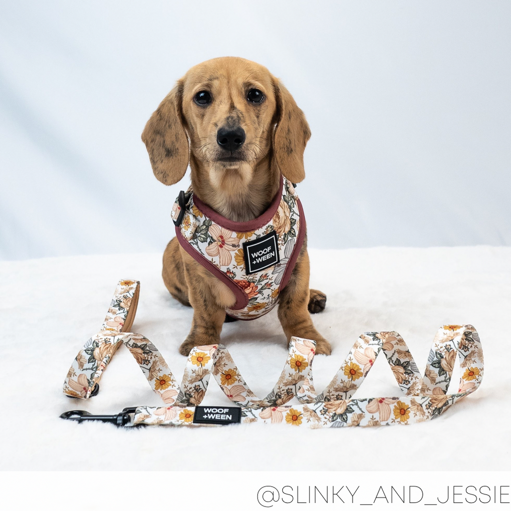 Dog Leash product image 4