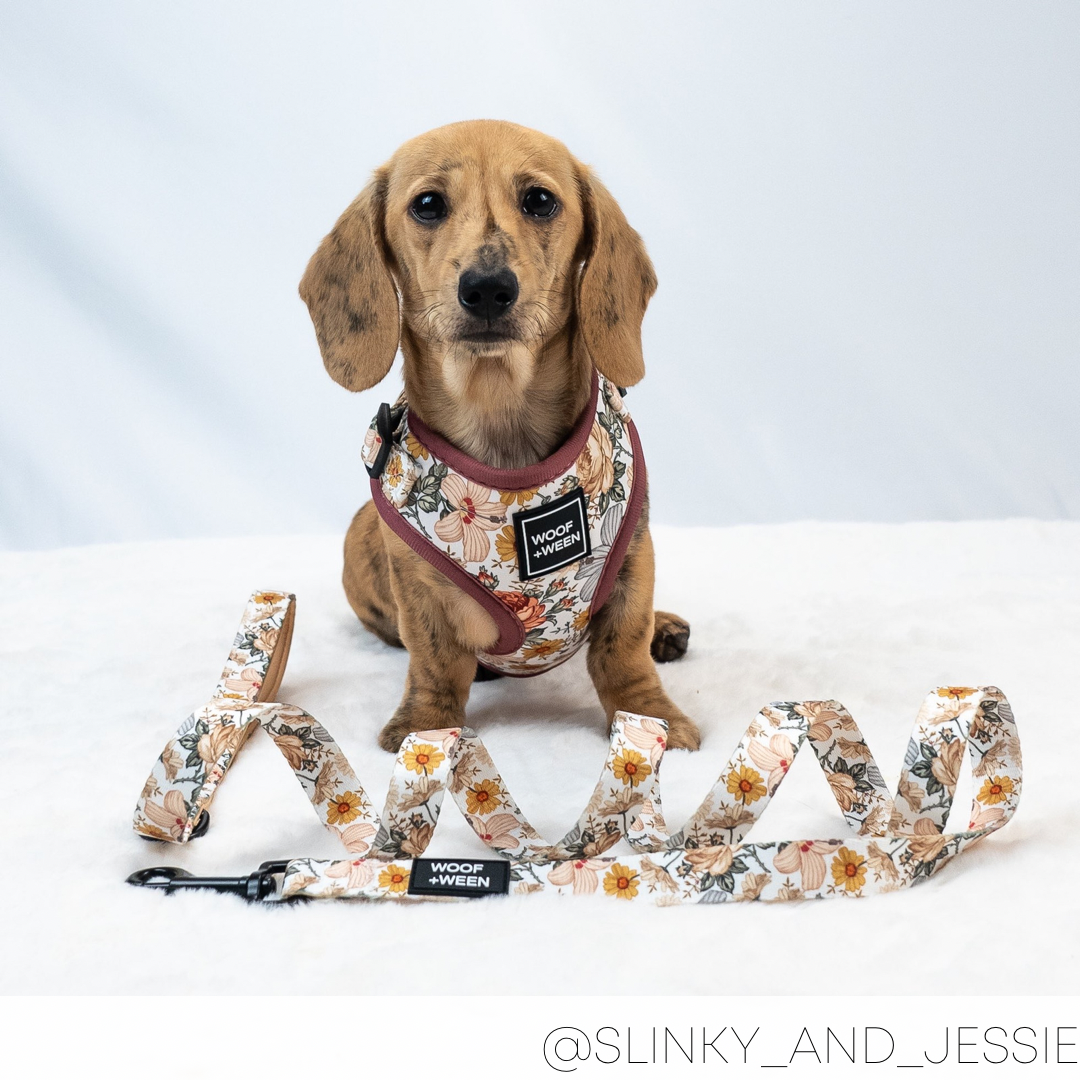 Dog Leash product image 4
