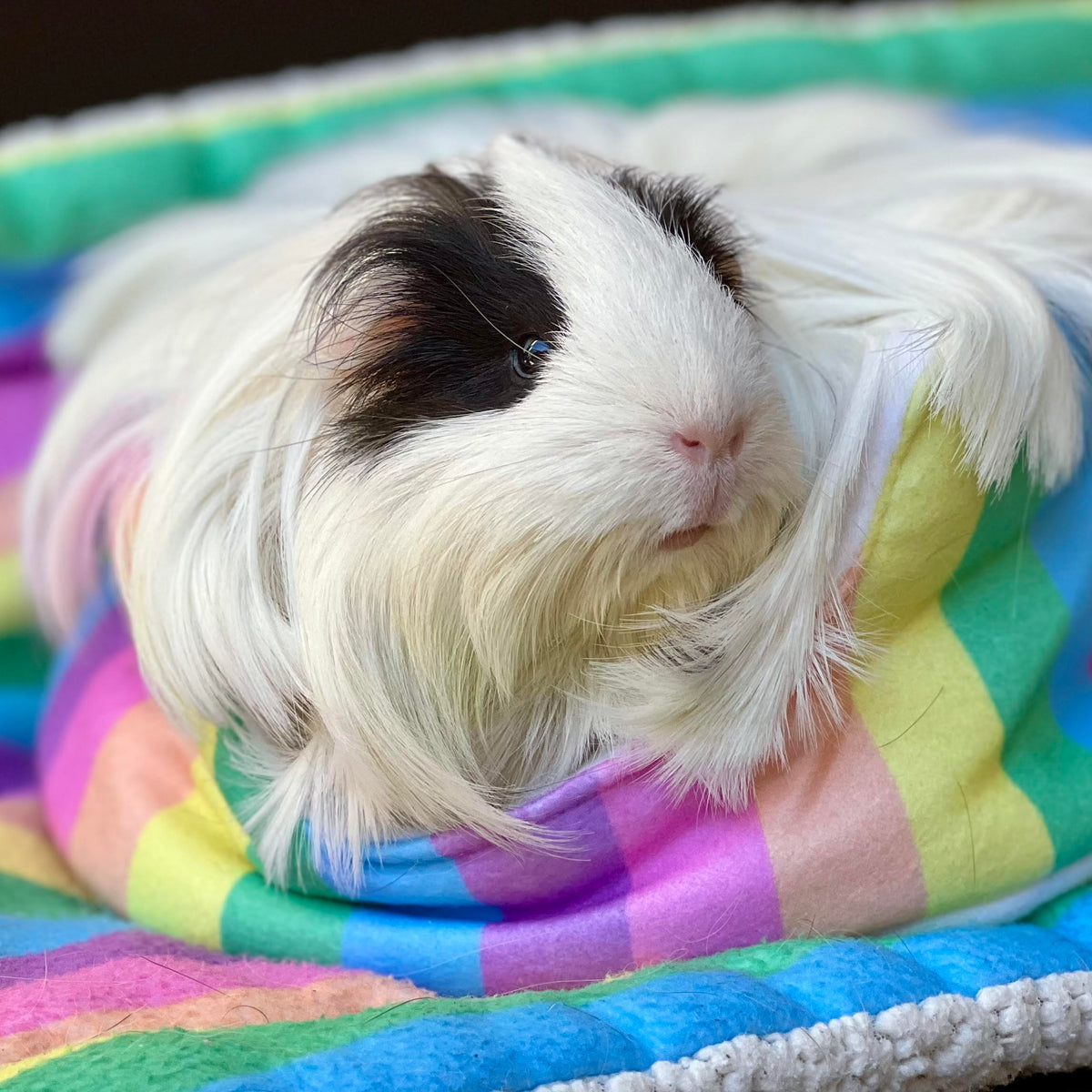 Guinea Pig Cuddle Cup product image 2