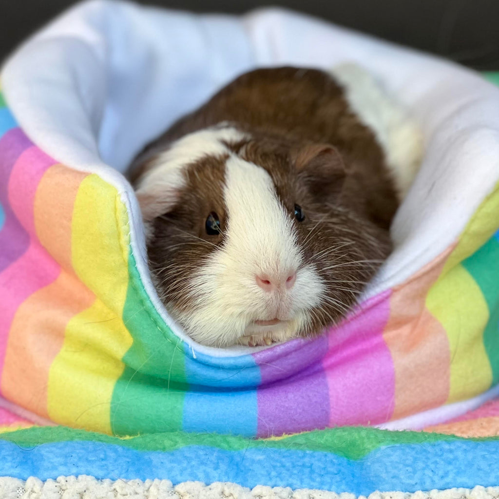 Guinea Pig Cuddle Cup product image 3