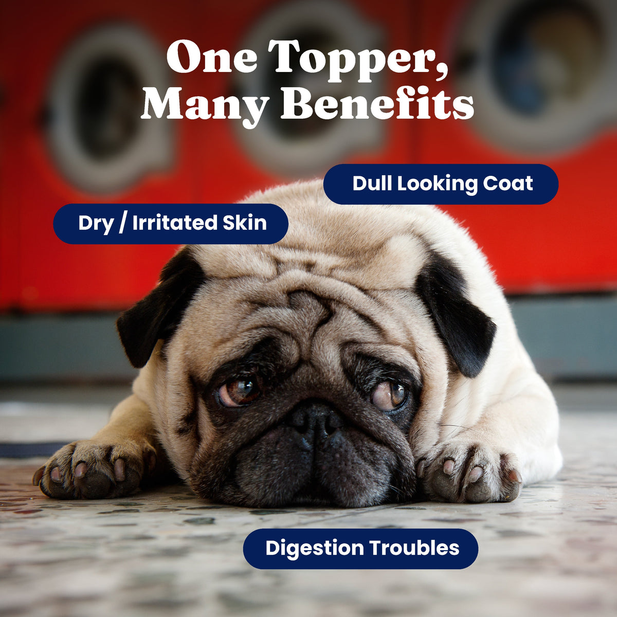 Pet Supplement Powder product image 3