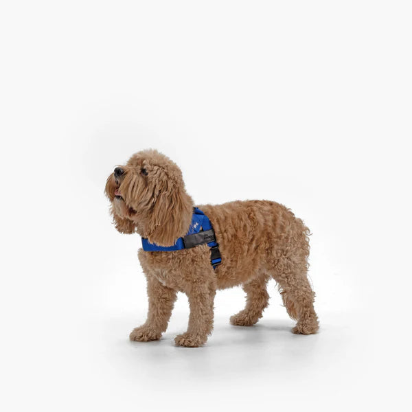 Adjustable Grab-Handle Dog Harness product image 42