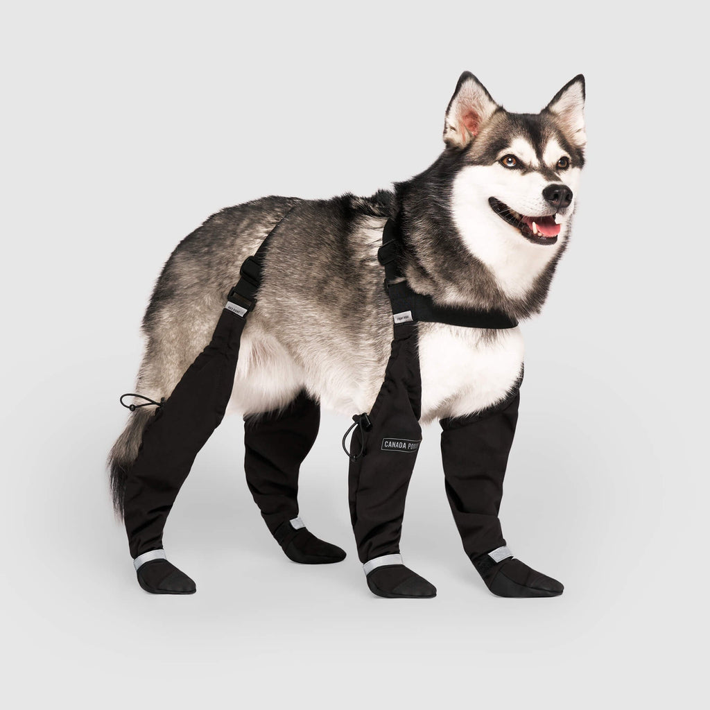 Suspender Boots in Black, Canada Pooch Dog Boots|| color::black|| size::3|| name:: Kai the Klee Kai|| weight::26