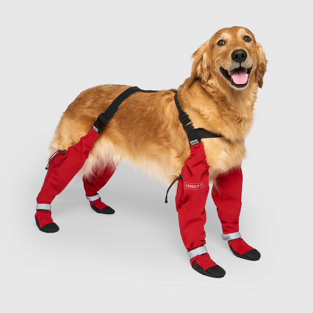Suspender Boots in Red, Canada Pooch Dog Boots|| color::red|| size::5|| name:: Nala the Golden Retriever|| weight::60