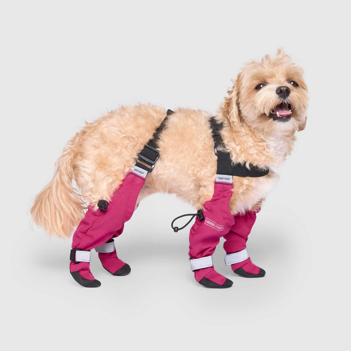 Suspender Boots in Pink, Canada Pooch Dog Boots|| color::pink|| size::1|| name:: Pluto the Maltipoo|| weight::8
