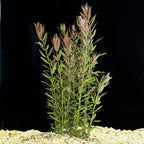 Live Aquarium Plant product image 1