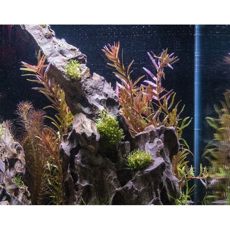Live Aquarium Plant product image 2
