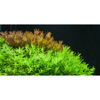 Live Aquarium Plant product image 3