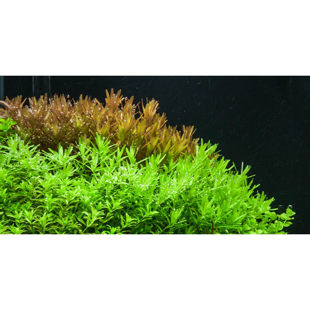 Live Aquarium Plant product image 3