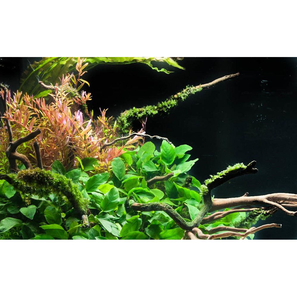 Live Aquarium Plant product image 4