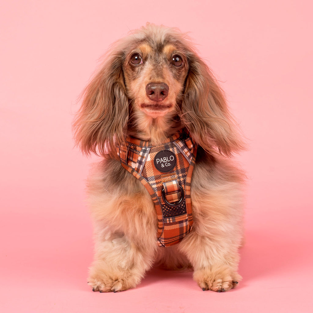 No-Pull Adventure Harness product image 1