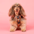 No-Pull Adventure Harness product image 1