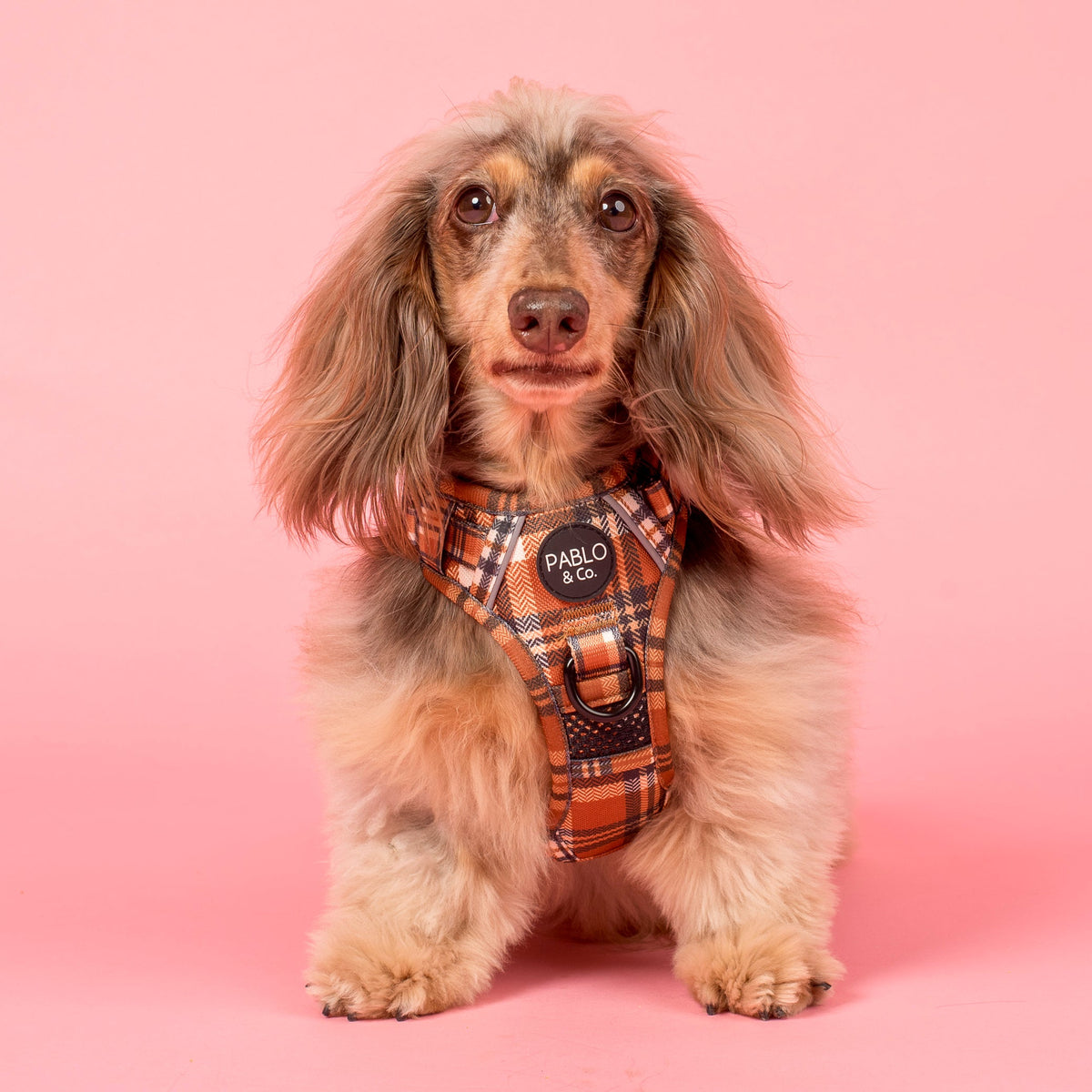 No-Pull Adventure Harness product image 1