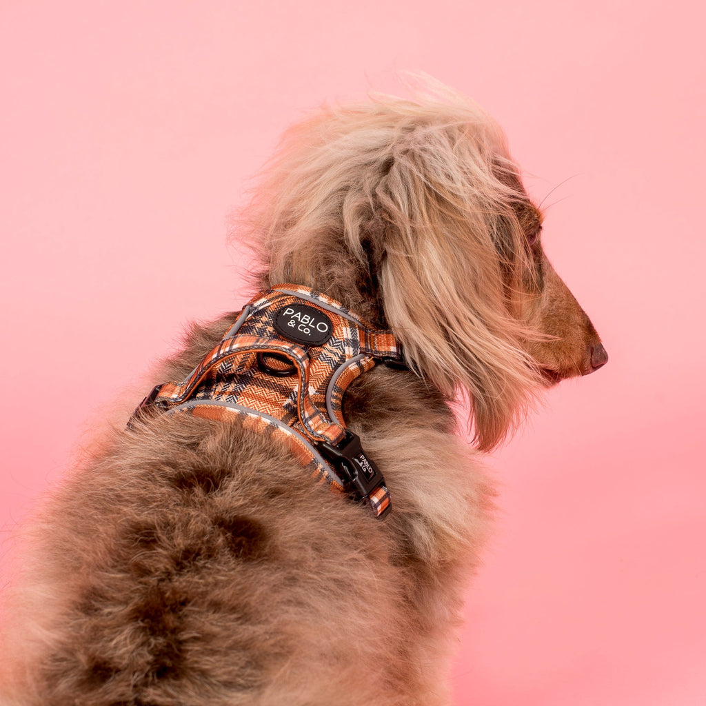 No-Pull Adventure Harness product image 4