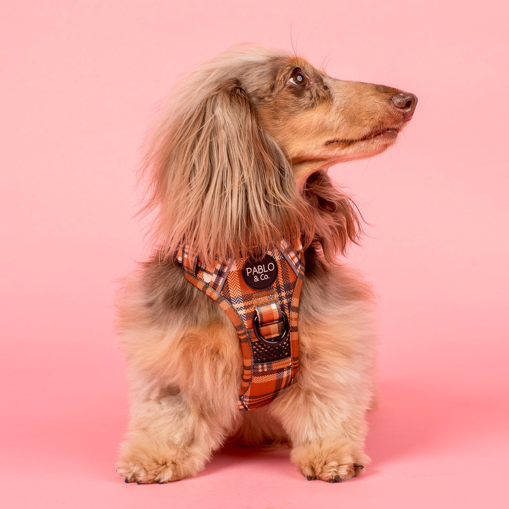 No-Pull Adventure Harness product image 5