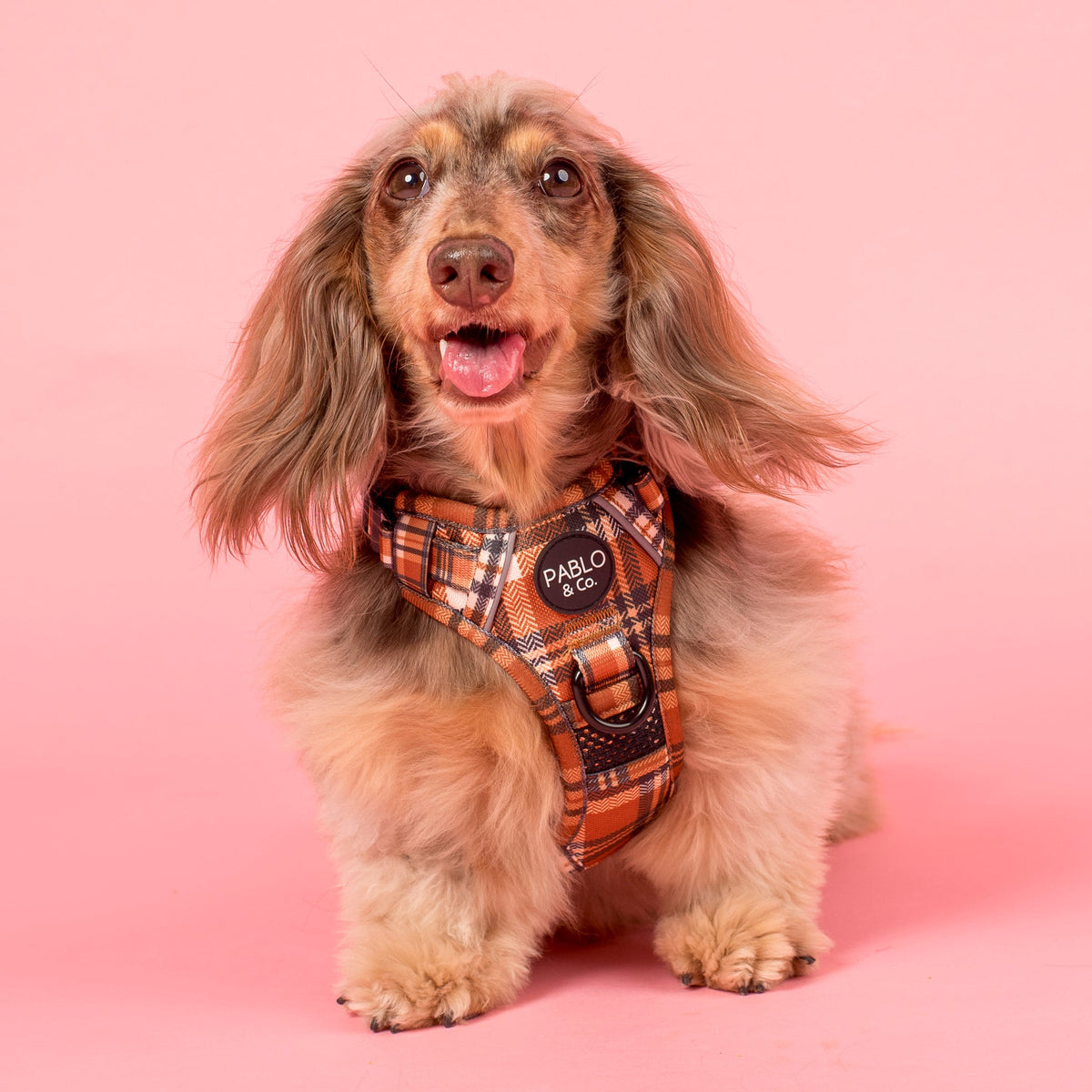 No-Pull Adventure Harness product image 6