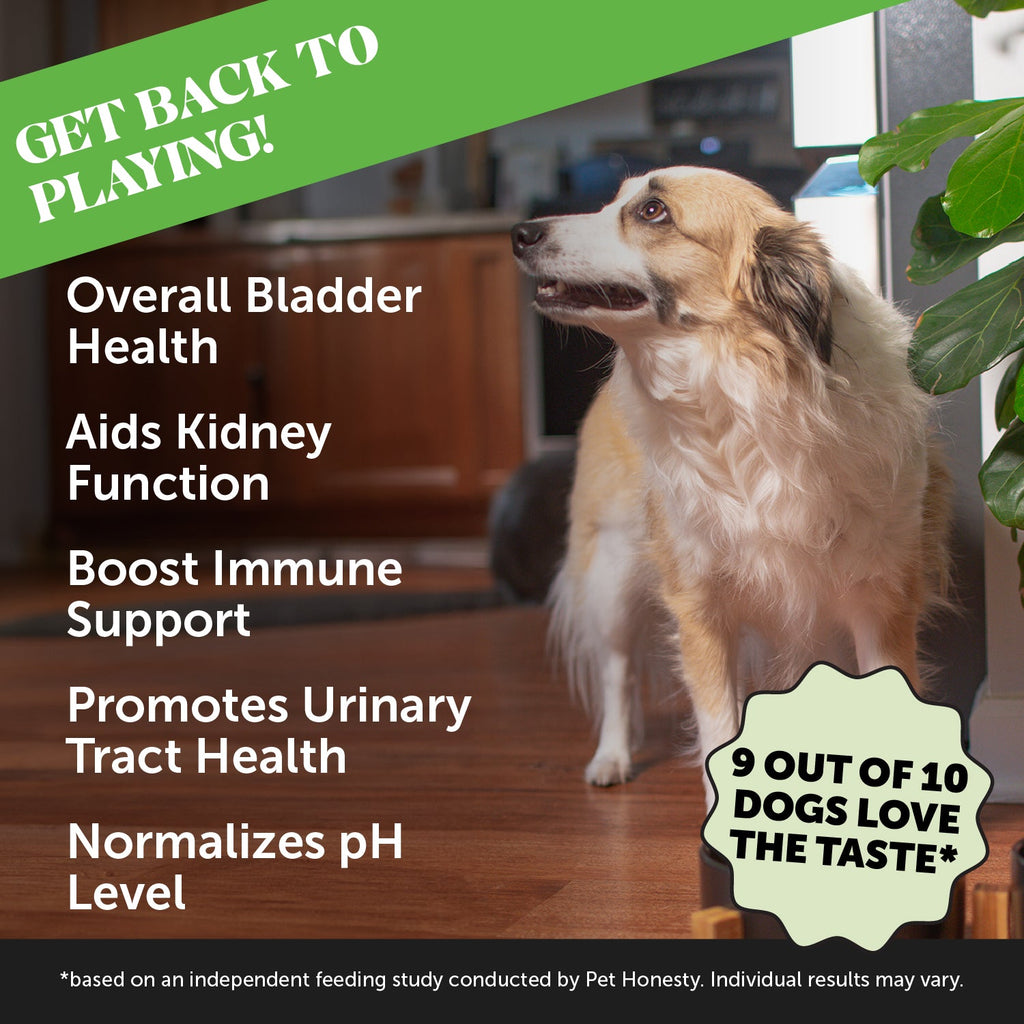 Senior Dog Supplement Bundle product image 8
