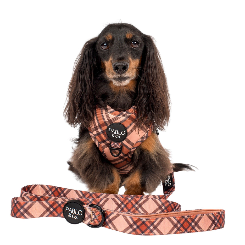 Dog Leash product image 2