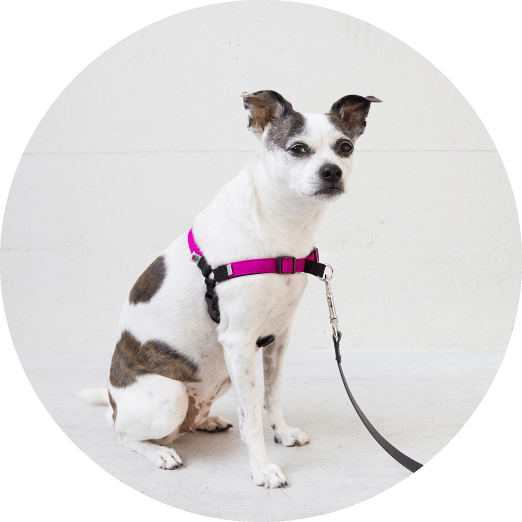 No-Pull Dog Harness product image 2