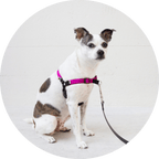 No-Pull Dog Harness product image 2