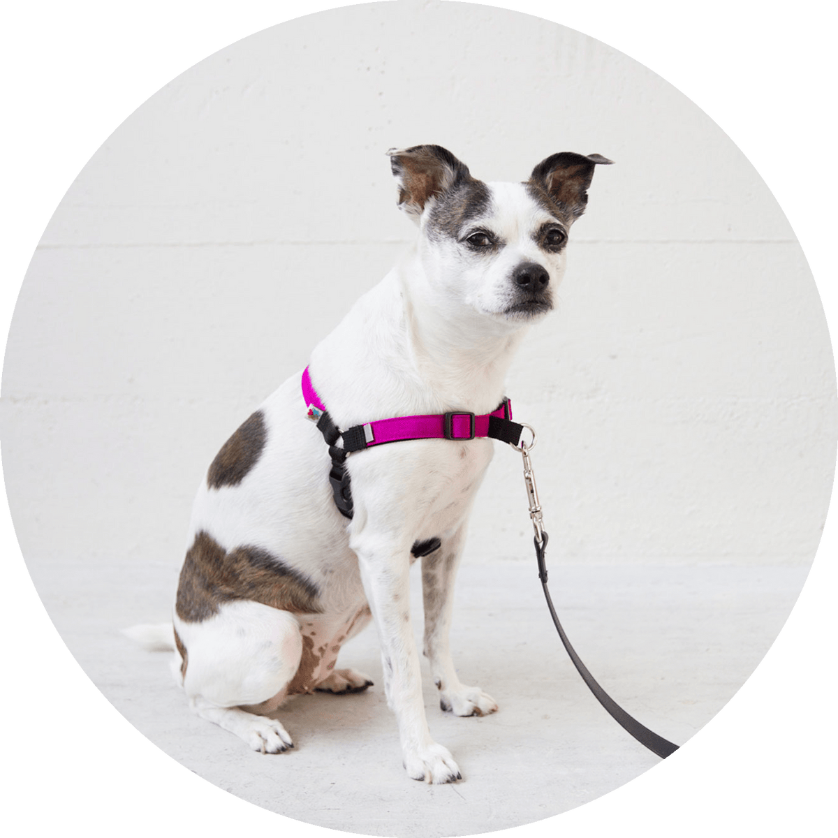No-Pull Dog Harness product image 2