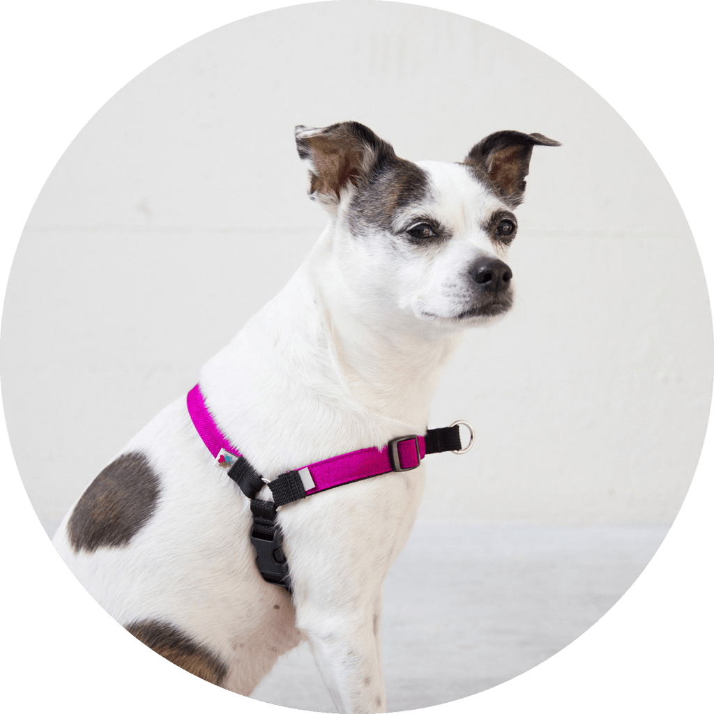 No-Pull Dog Harness product image 4