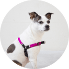 No-Pull Dog Harness product image 4