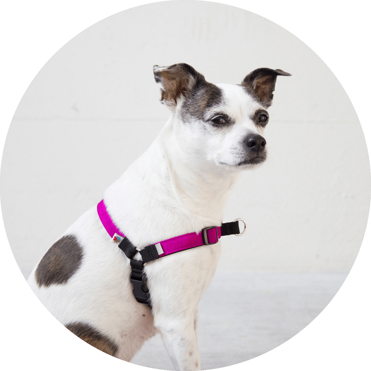 No-Pull Dog Harness product image 4