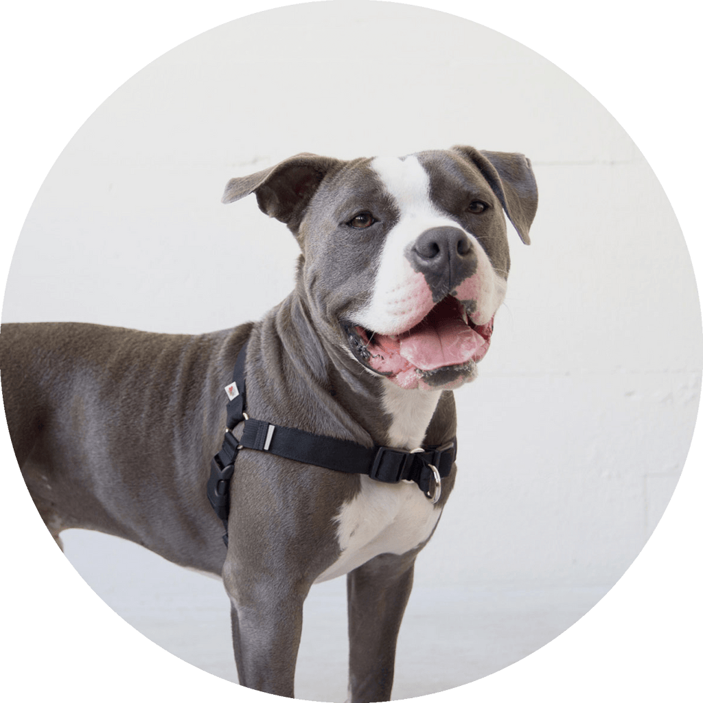 No-Pull Dog Harness product image 6