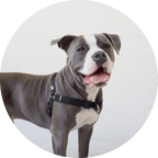 No-Pull Dog Harness product image 6