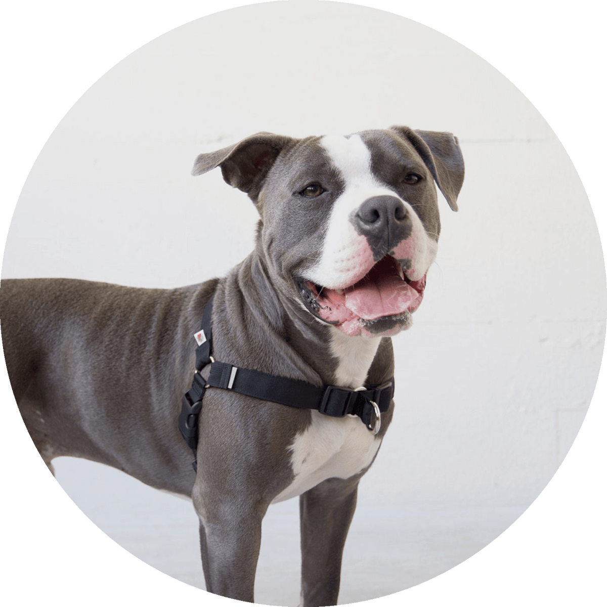 No-Pull Dog Harness product image 6