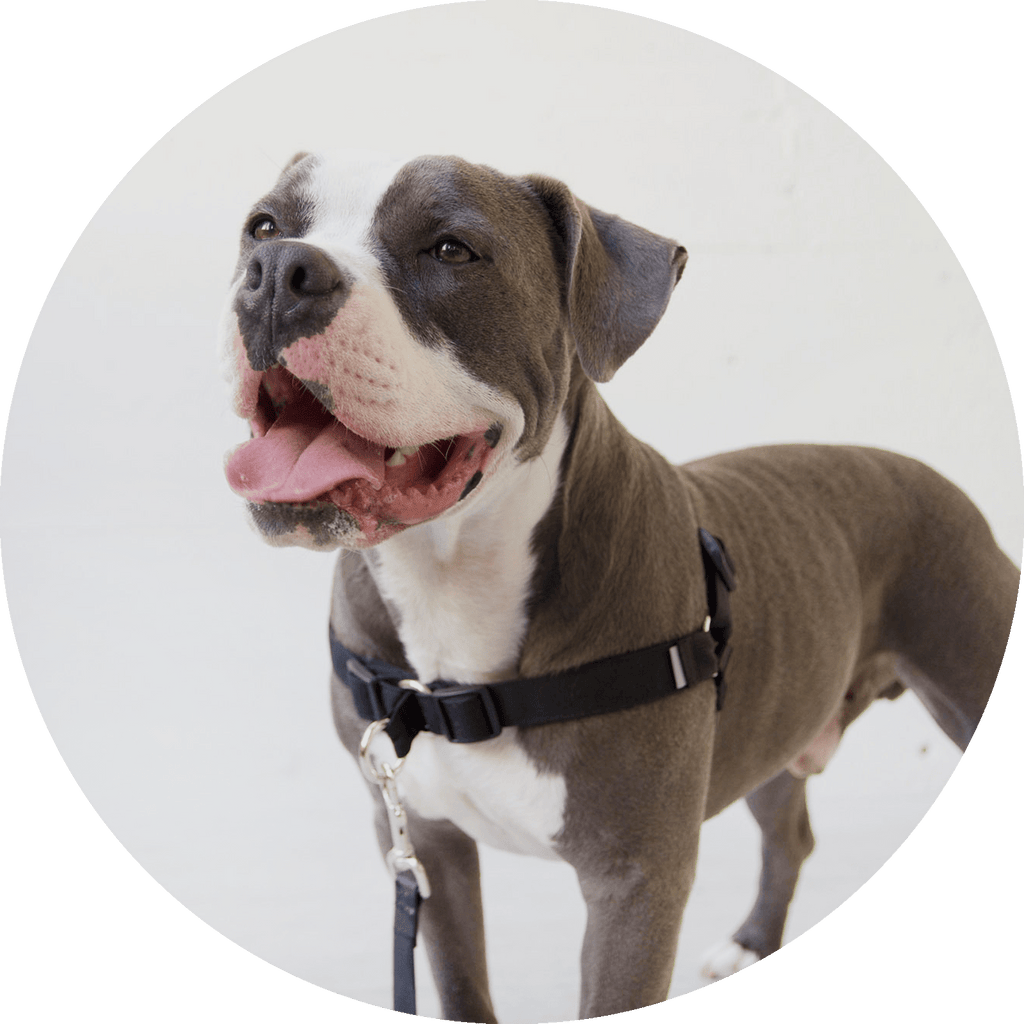 No-Pull Dog Harness product image 8