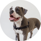 No-Pull Dog Harness product image 8