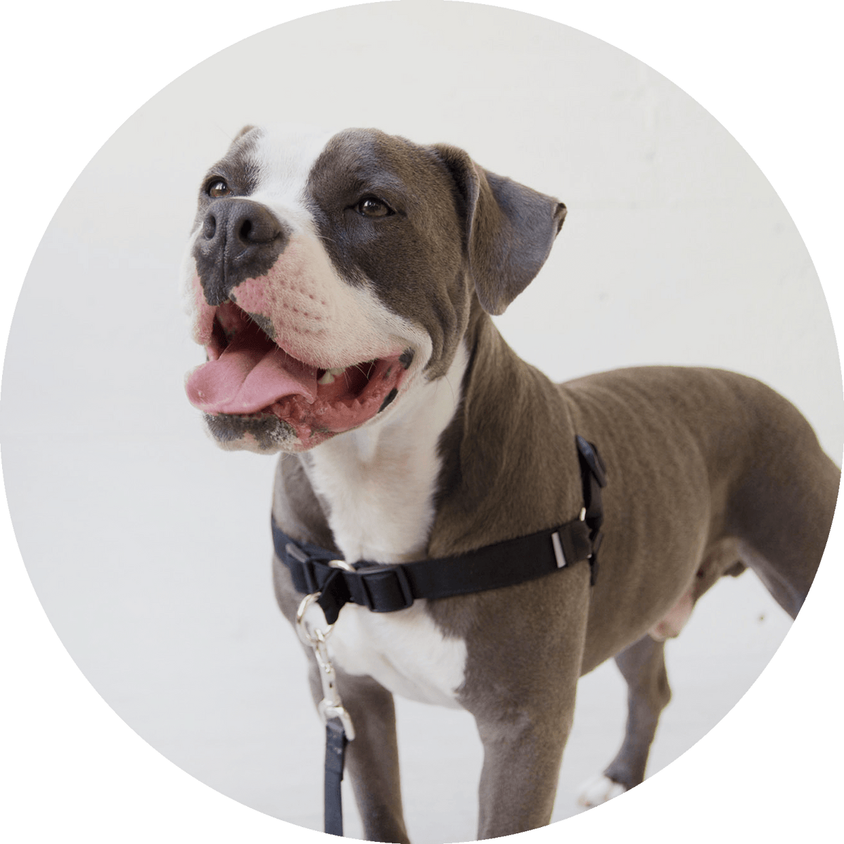 No-Pull Dog Harness product image 8