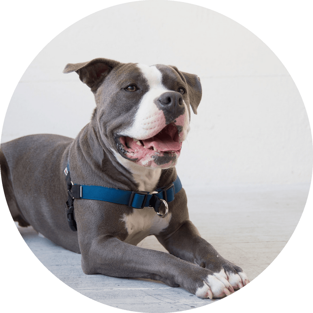 No-Pull Dog Harness product image 10